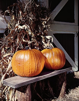 Picture of Pumpkin Connecticut Field (Trailing)